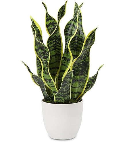 Amazon｜Nearly Natural 人工観葉植物 サンセベリア 0.7m 【日本正規